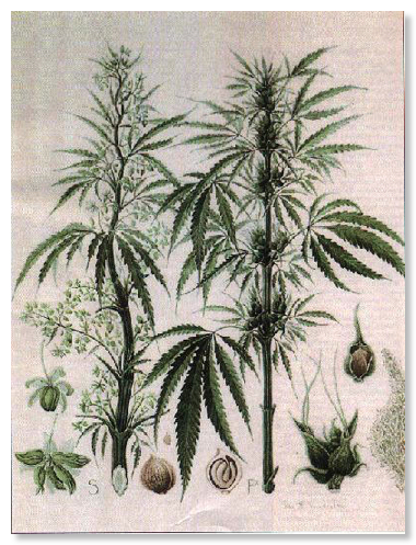 vairations of hemp plant