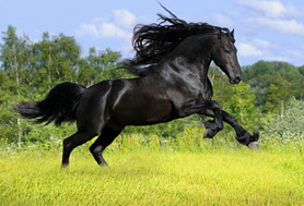 picture of horse